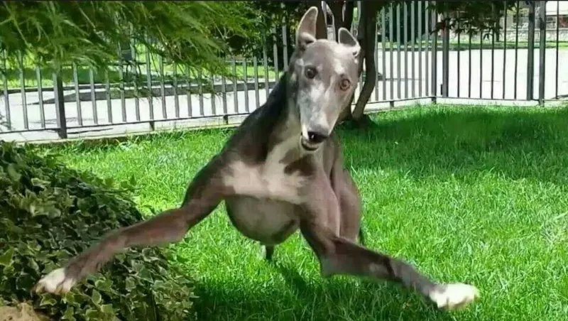 13568993 1724611671130852 1370690654474307393 o