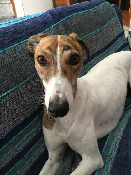 13590459 1630756387235009 7626993774817045499 n