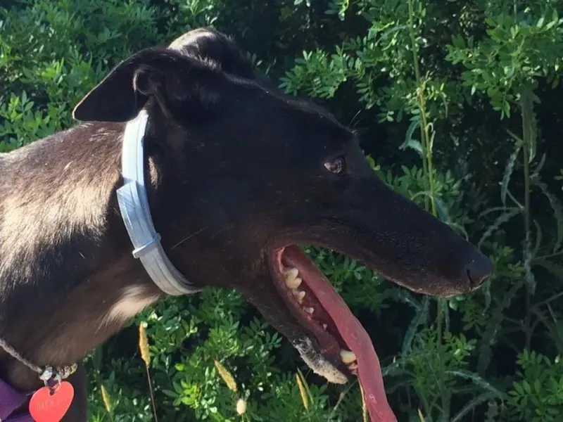 13592585 527033000830823 3789513345392713521 n