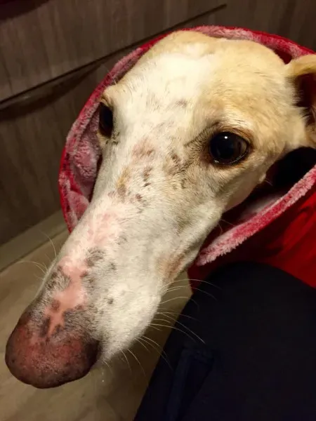 13625389 10209462507226896 6626477408500876836 n