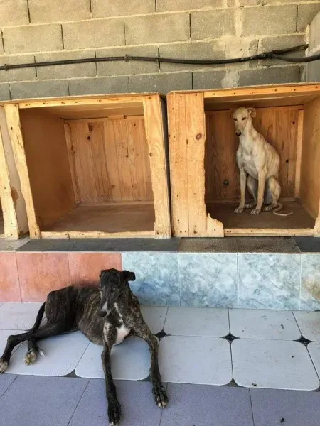 13645083 1068106596606528 331188434879313483 n