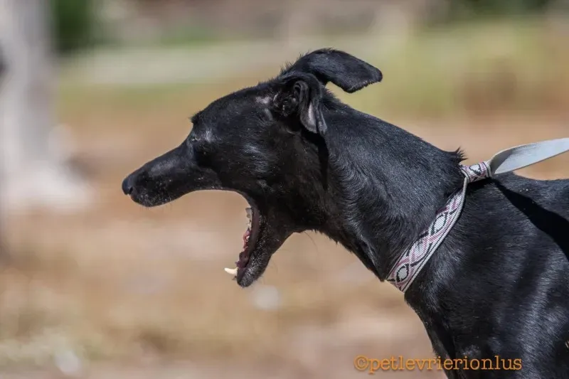 13692780 1069069853176869 712988369286734739 o