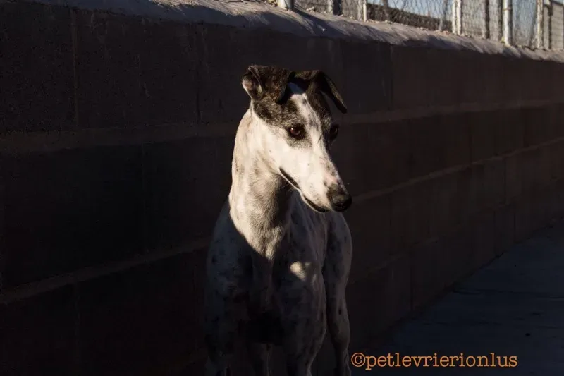 13699495 10208603801605153 1875922018 o