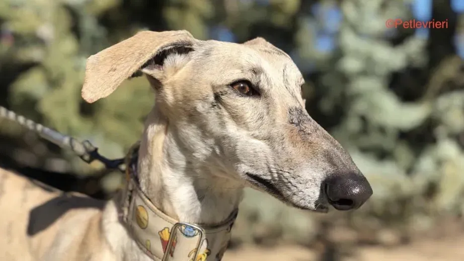 137006840 10158717314789693 8717621494515112447 n