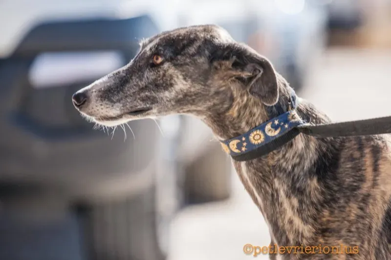 13701233 1069077836509404 7861677717529207993 o