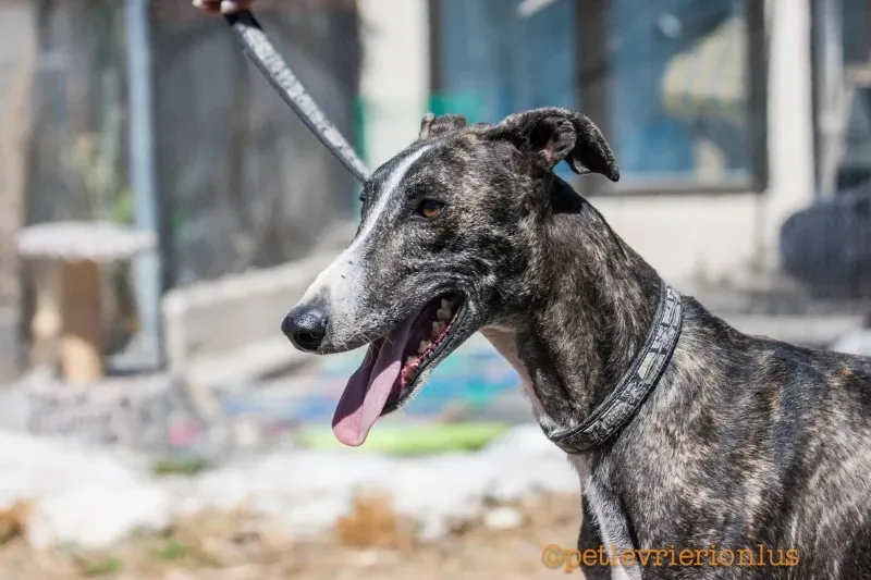 13708387 1069072653176589 1267144269532578316 o