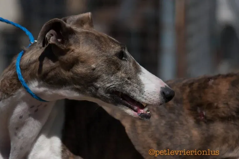 13719479 1069073549843166 4136368902125516276 o