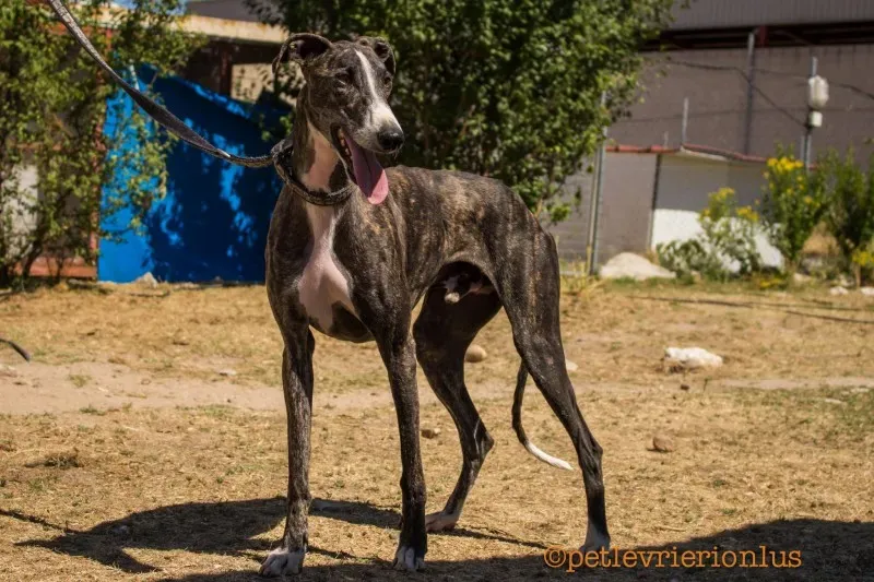 13723911 1069072543176600 8396647290802172600 o