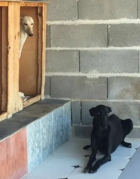 13726848 1068105256606662 8352344794220295001 n