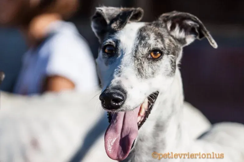 13728262 10208603802125166 1631572637 o