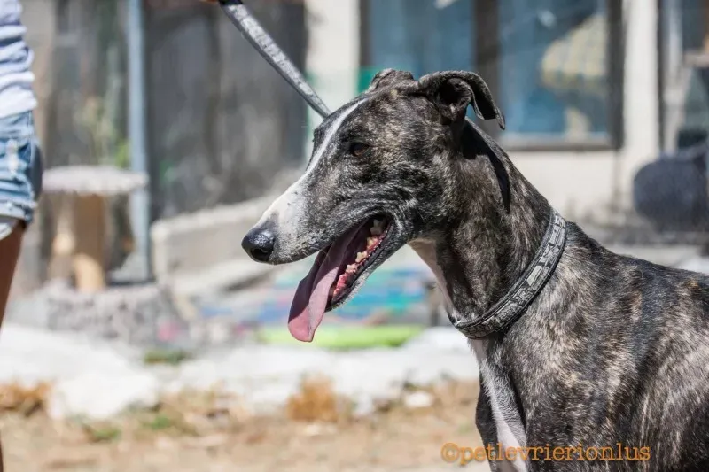 13730945 1069072683176586 901649413565762640 o