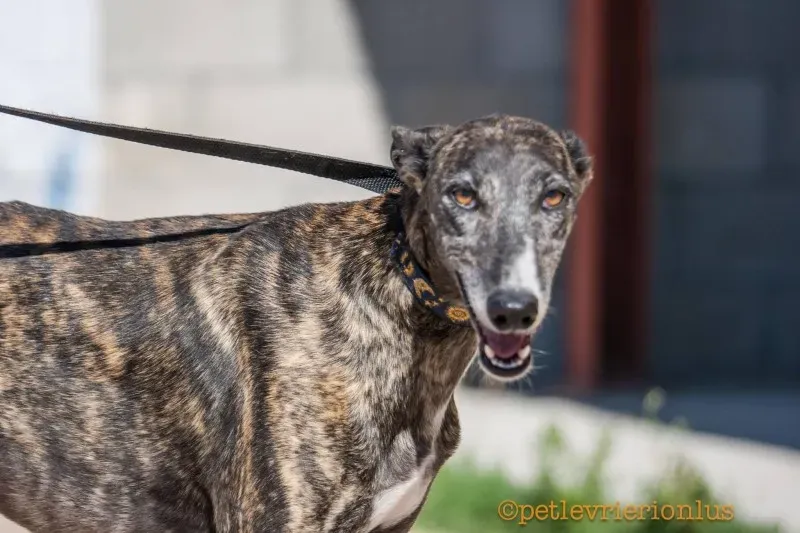 13731037 1069077879842733 1184770124429569765 o