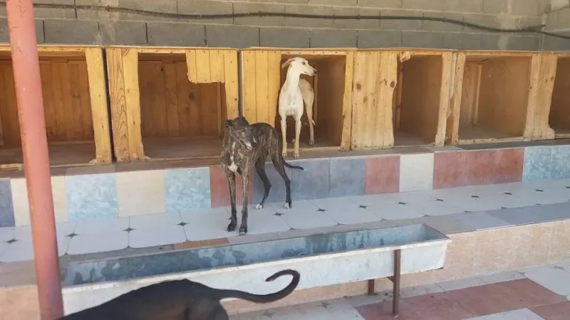 13731670 1068105593273295 5040318636562476003 n