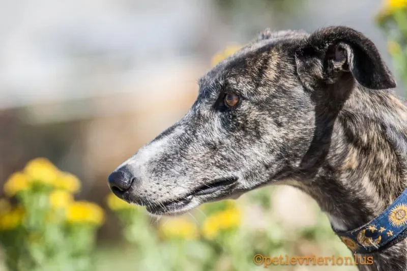 13737688 1069077979842723 2046263756670822364 o