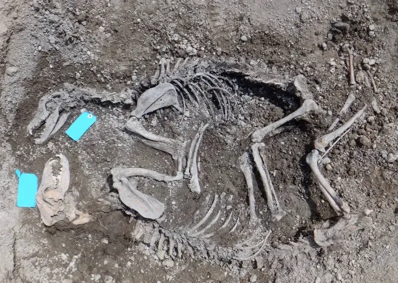 13738187 1143962362398670 1743869676813002792 o