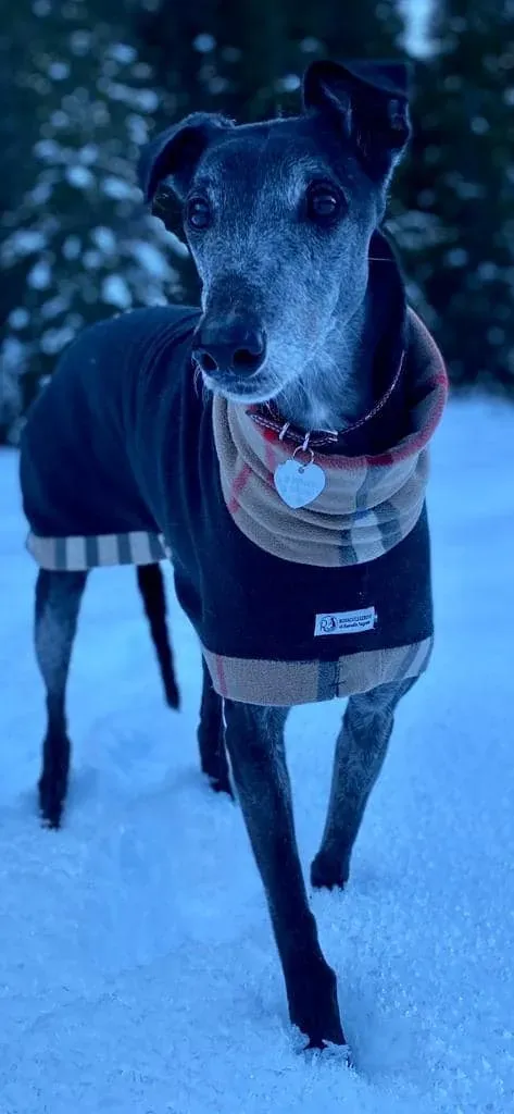 137535282 10221876754765851 7144046853414996088 n