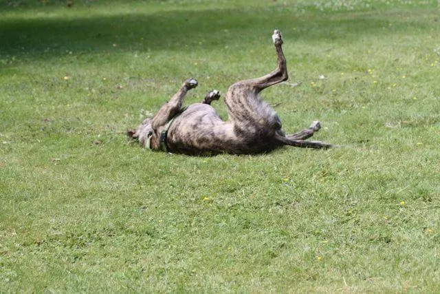 1376428 4721799942616 703646502 n