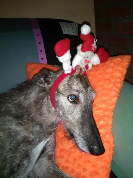 1377617 934219079995281 2030576577438247868 n