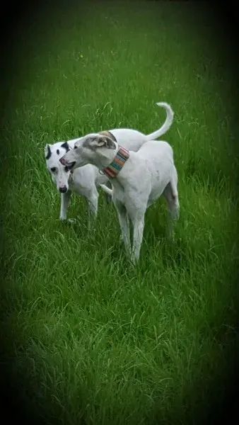 13835572 10208813437986834 333263174 o