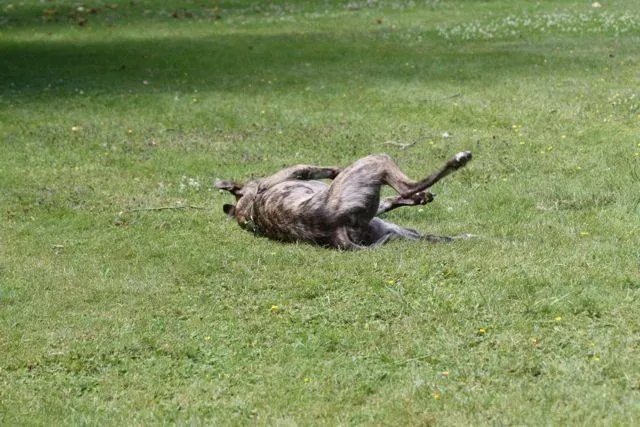 1385727 4721799822613 1477471833 n