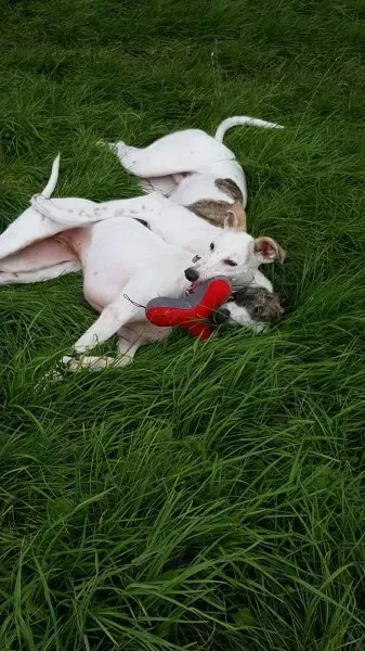 13931452 10208898525913979 319927700 o