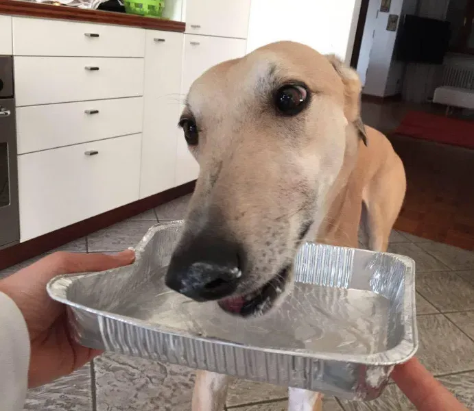 13950465 637956536361063 1088171407 o