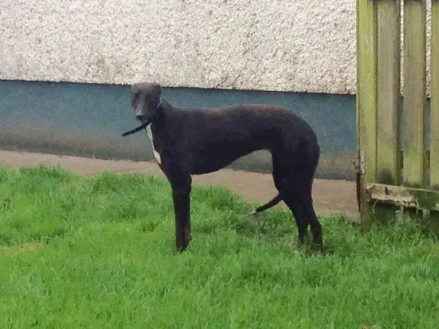 13950540 10210284047287238 1479033812 o