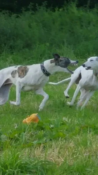 13950868 10208894842861905 401103656 o