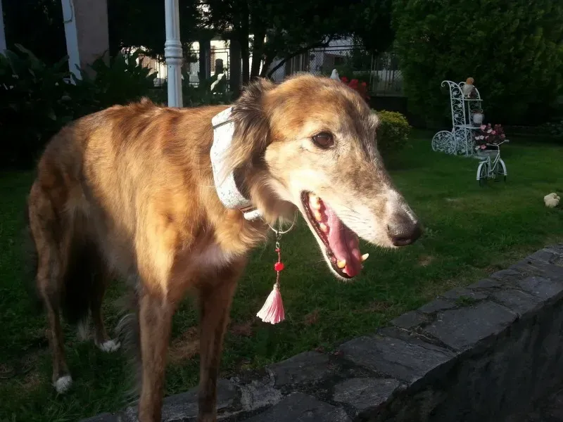 1399279 1517983815125123 155254148023330789 o