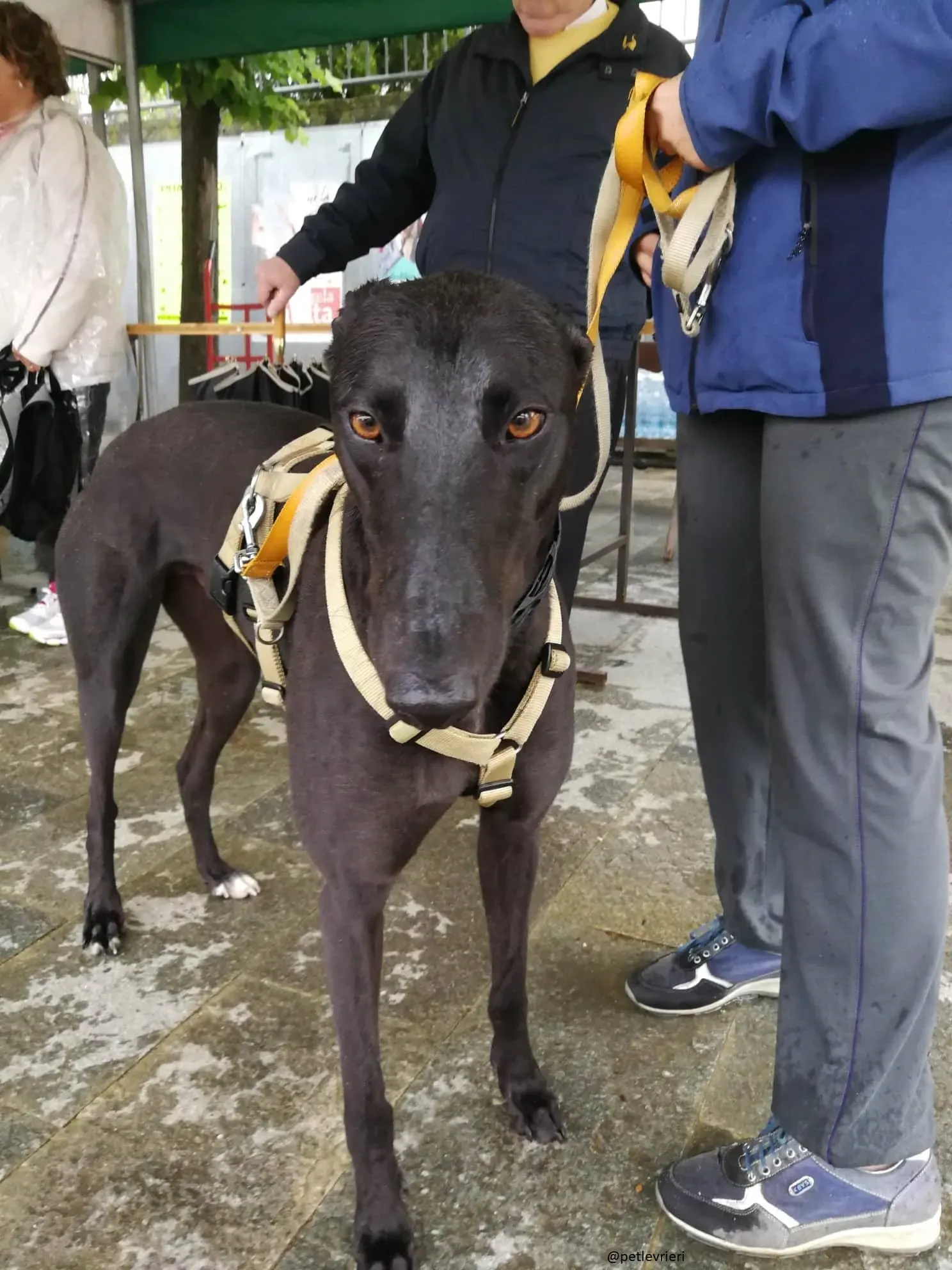 13 Doodle Greyhound rescue petlevrieri petlevrierionlus foster progettofoster