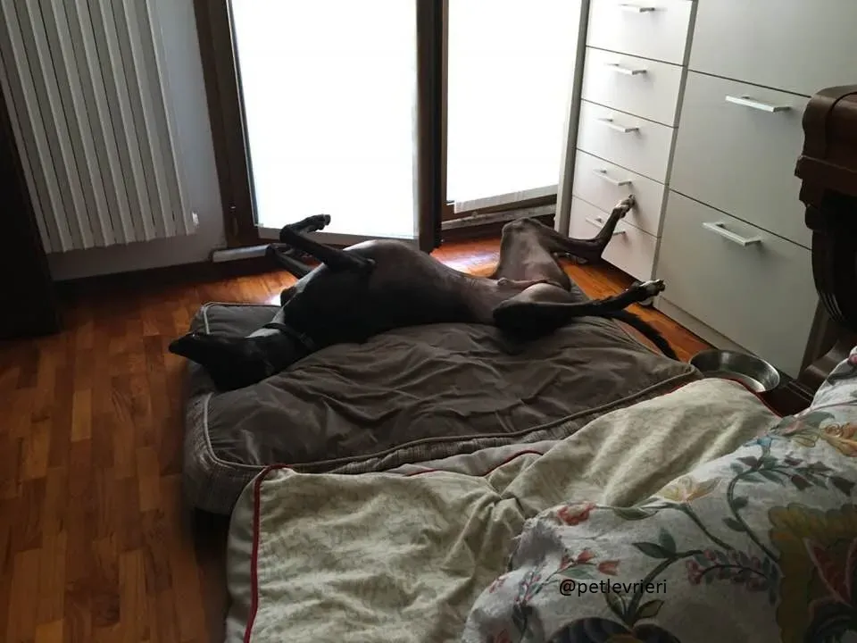 13 Jerry Greyhound rescue petlevrieri petlevrierionlus foster progettofoster