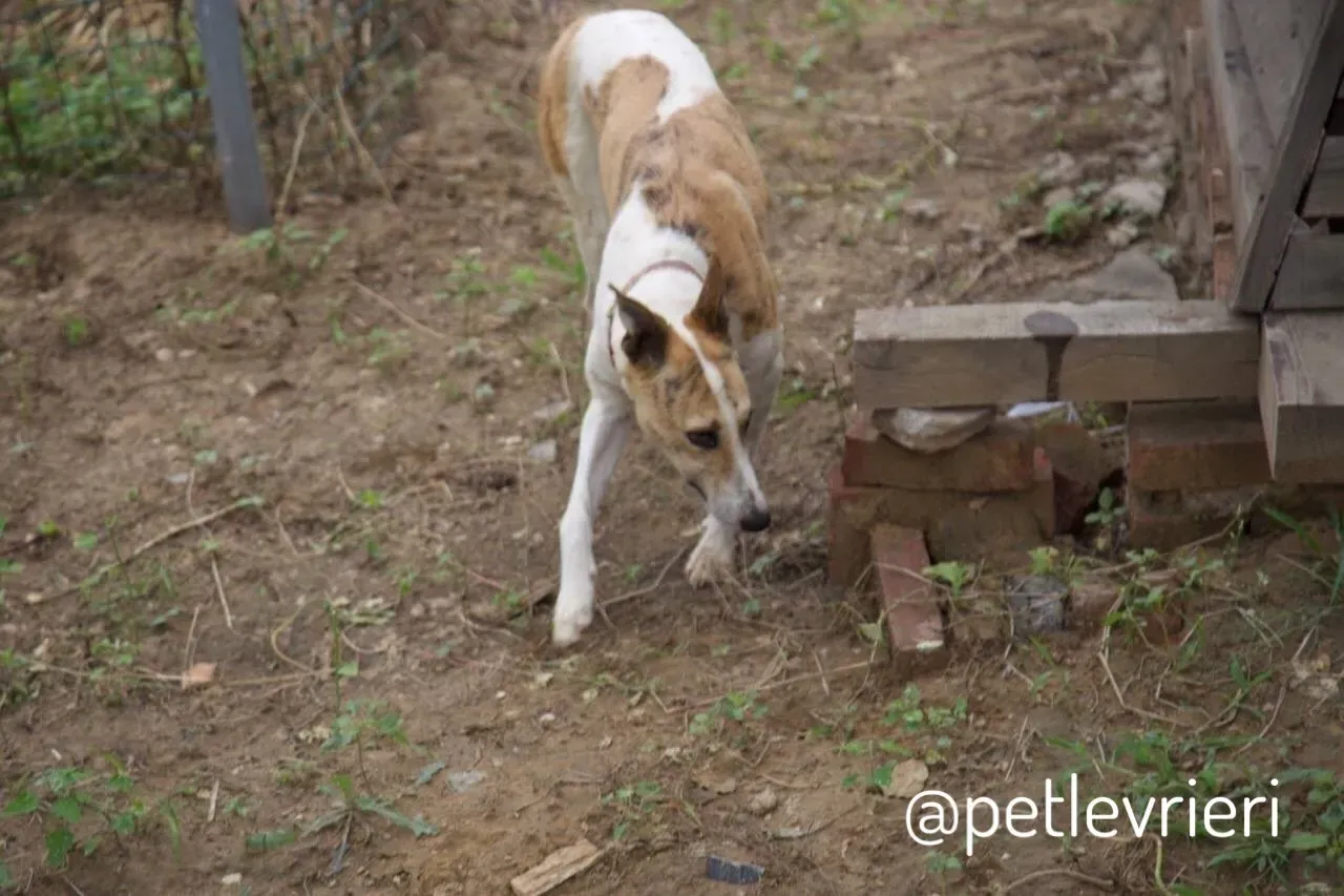 13 Sam whippet petlevrieri petlevrierionlus salvatomercatodellacarne cina maco.JPG