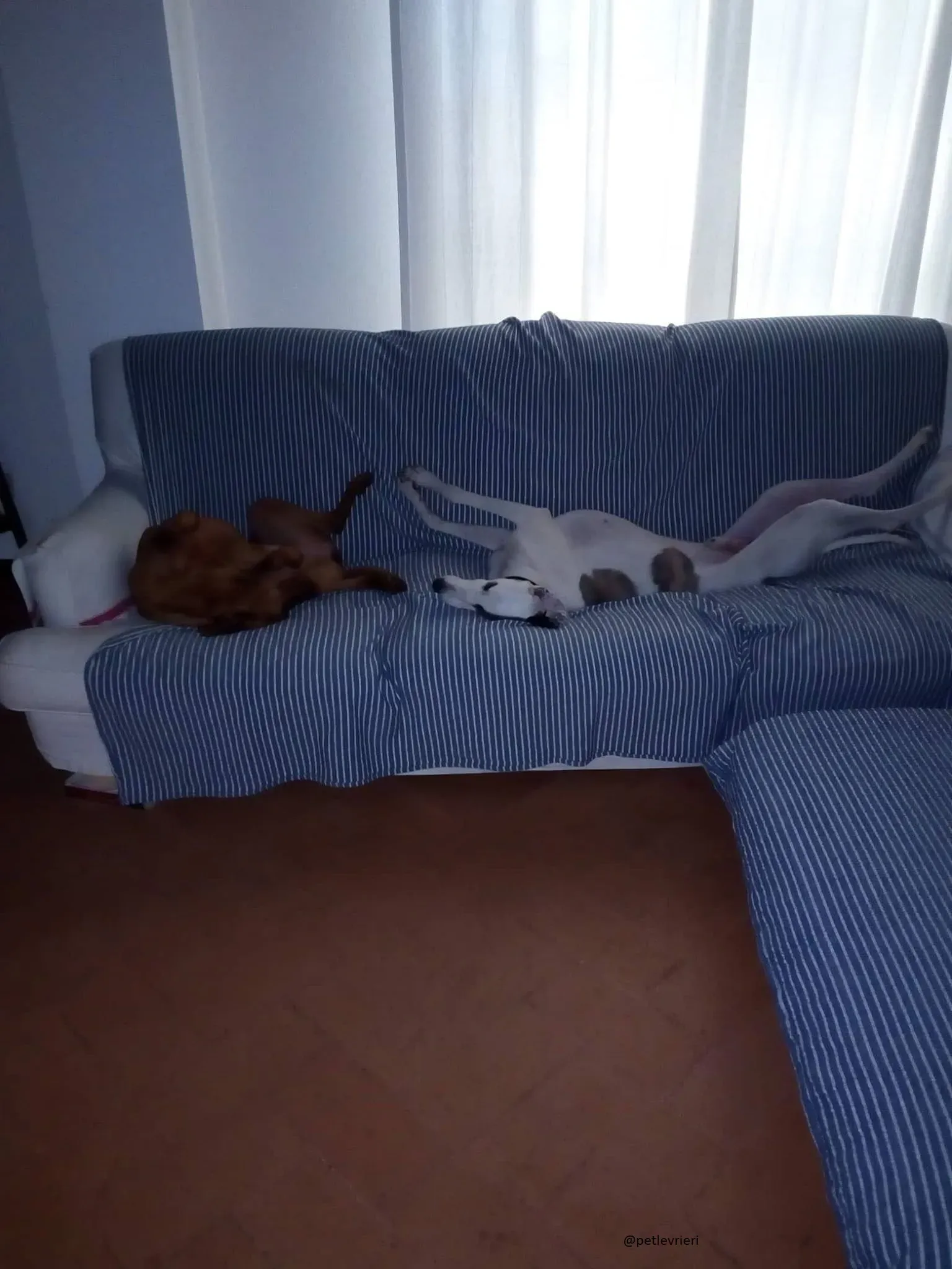 13 Spark Greyhound rescue petlevrieri petlevrierionlus foster progettofoster