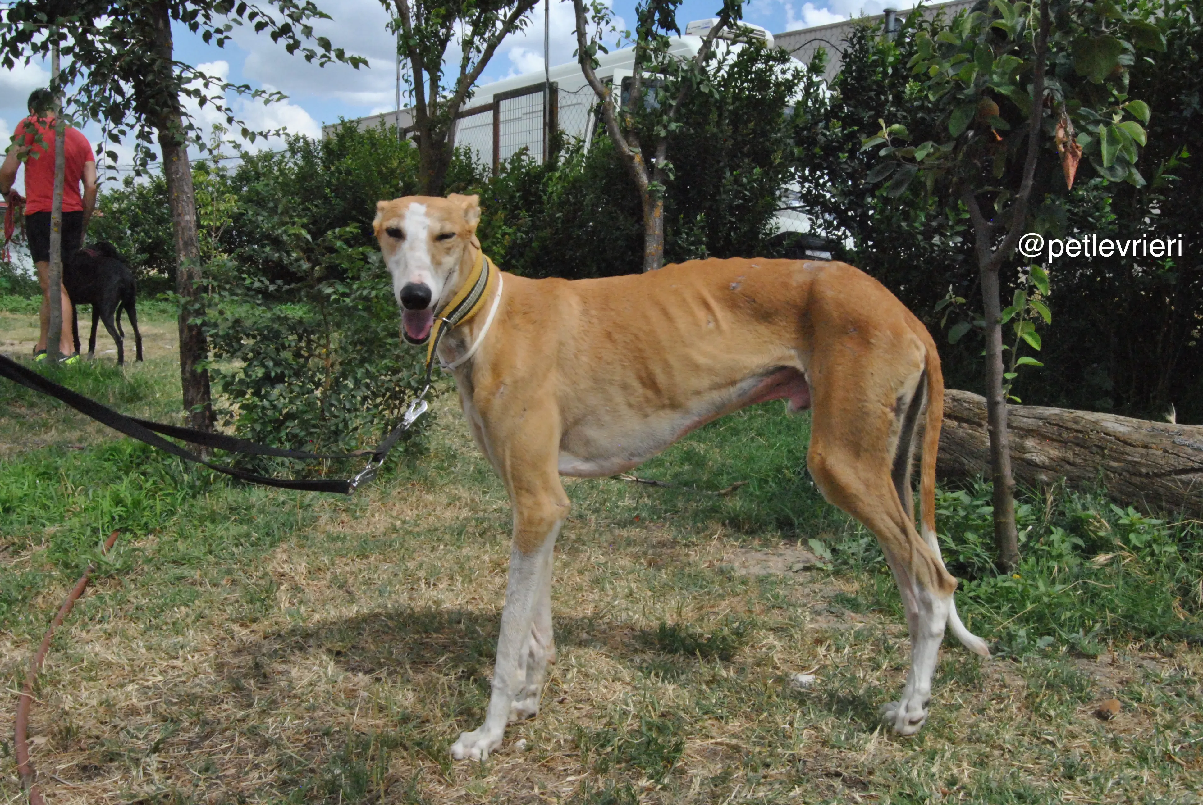 13 bisky adozione levrieri galgo