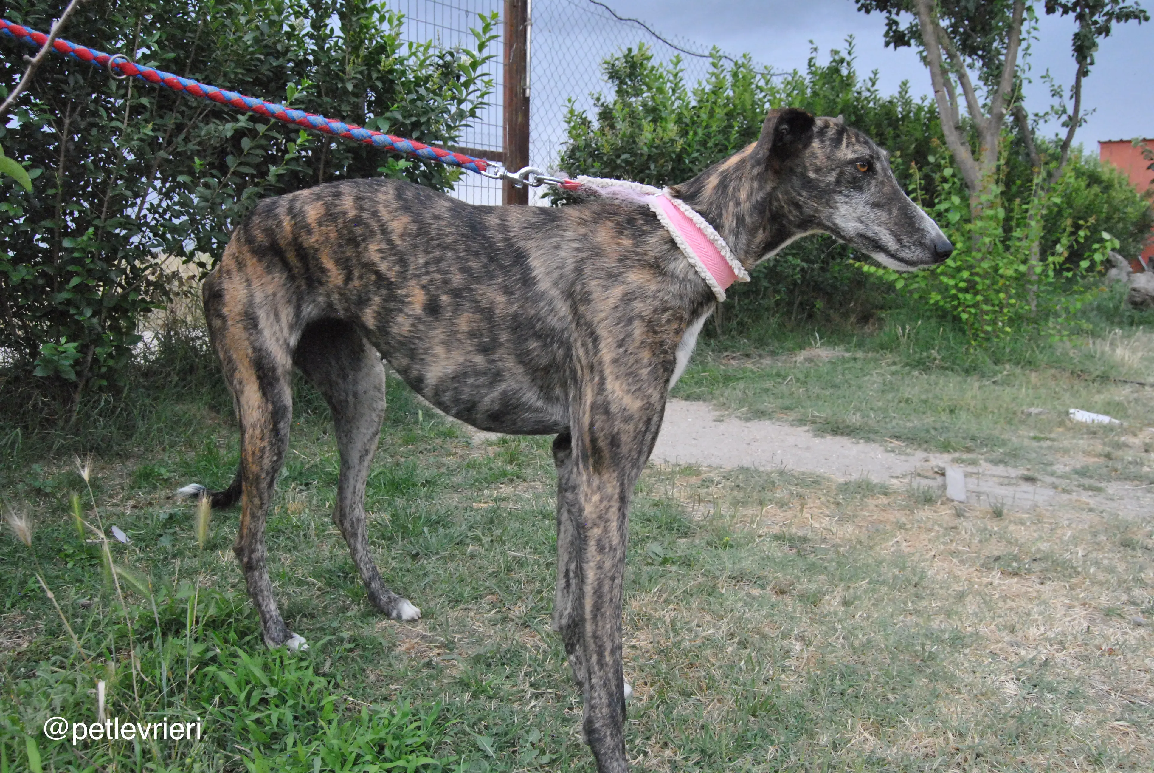 13 brandy adozione levrieri galgo