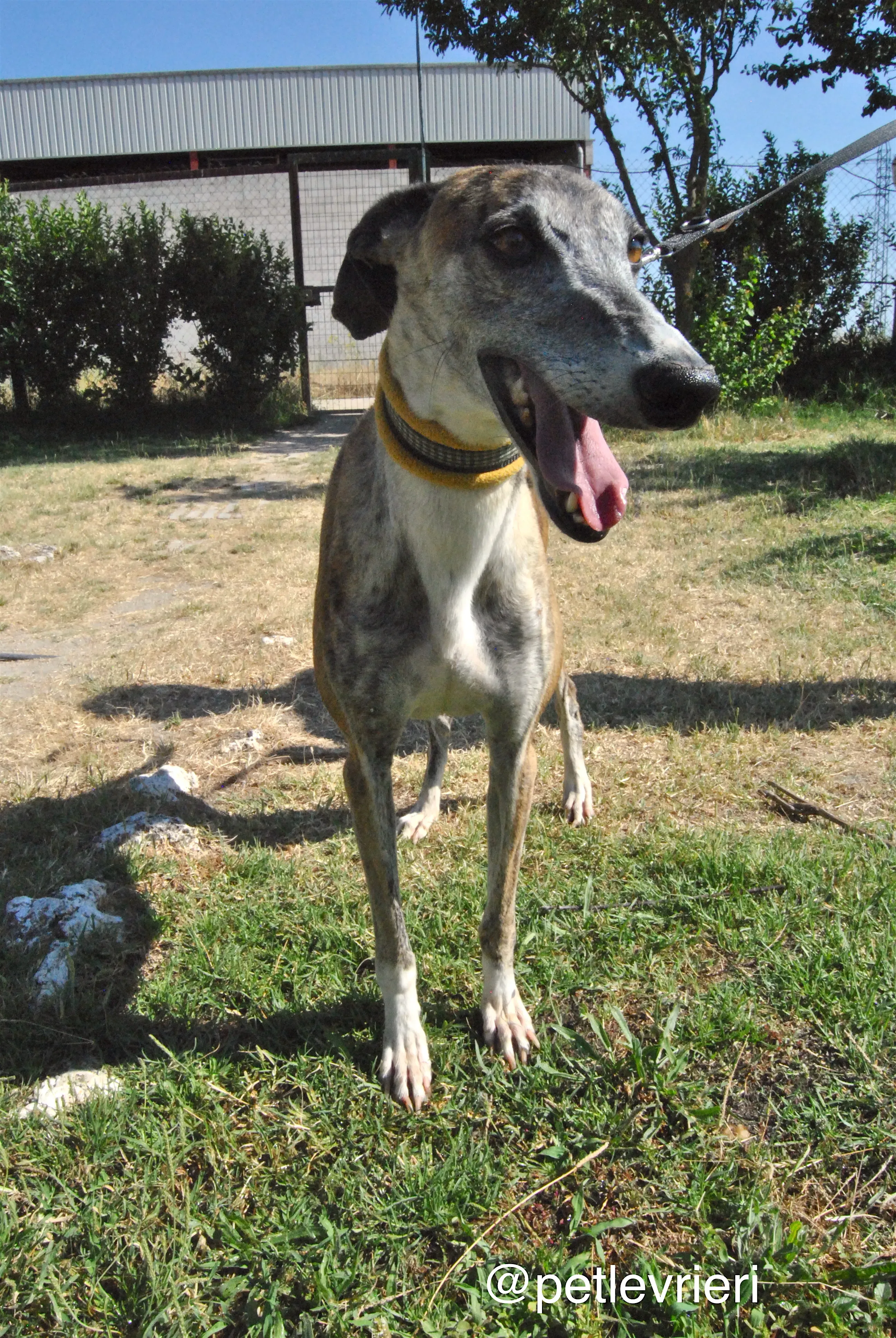 13 campanera adozione levrieri galgo