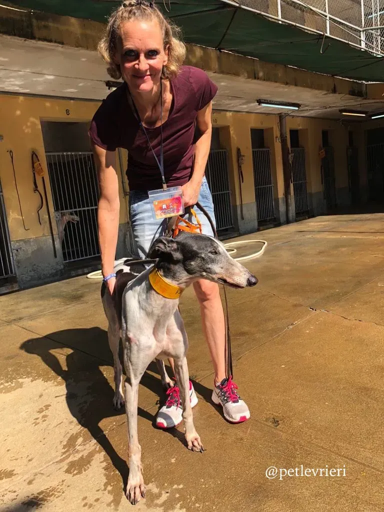 13 cyns crusader adozione greyhound macau