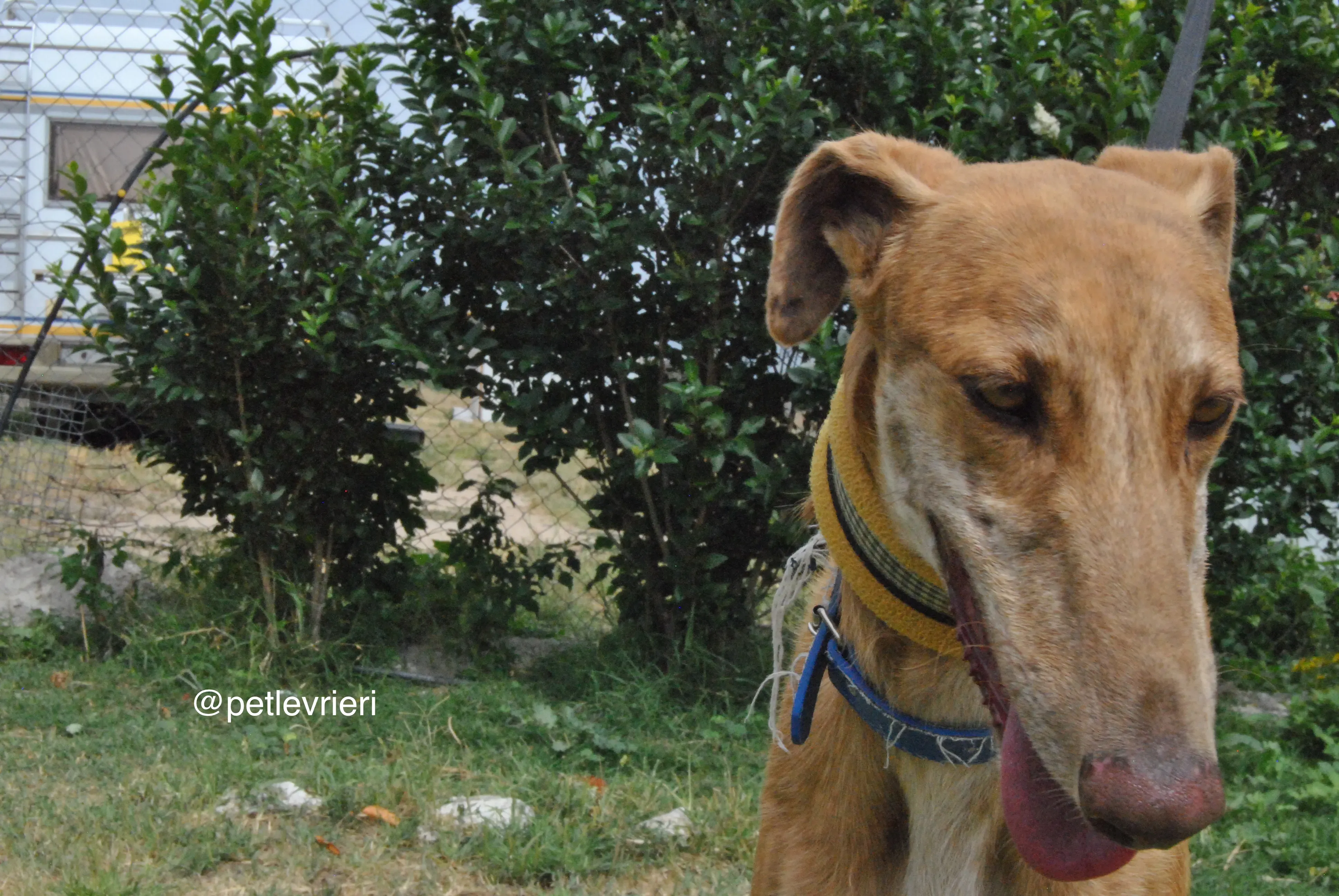 13 dali adozione levrieri galgo