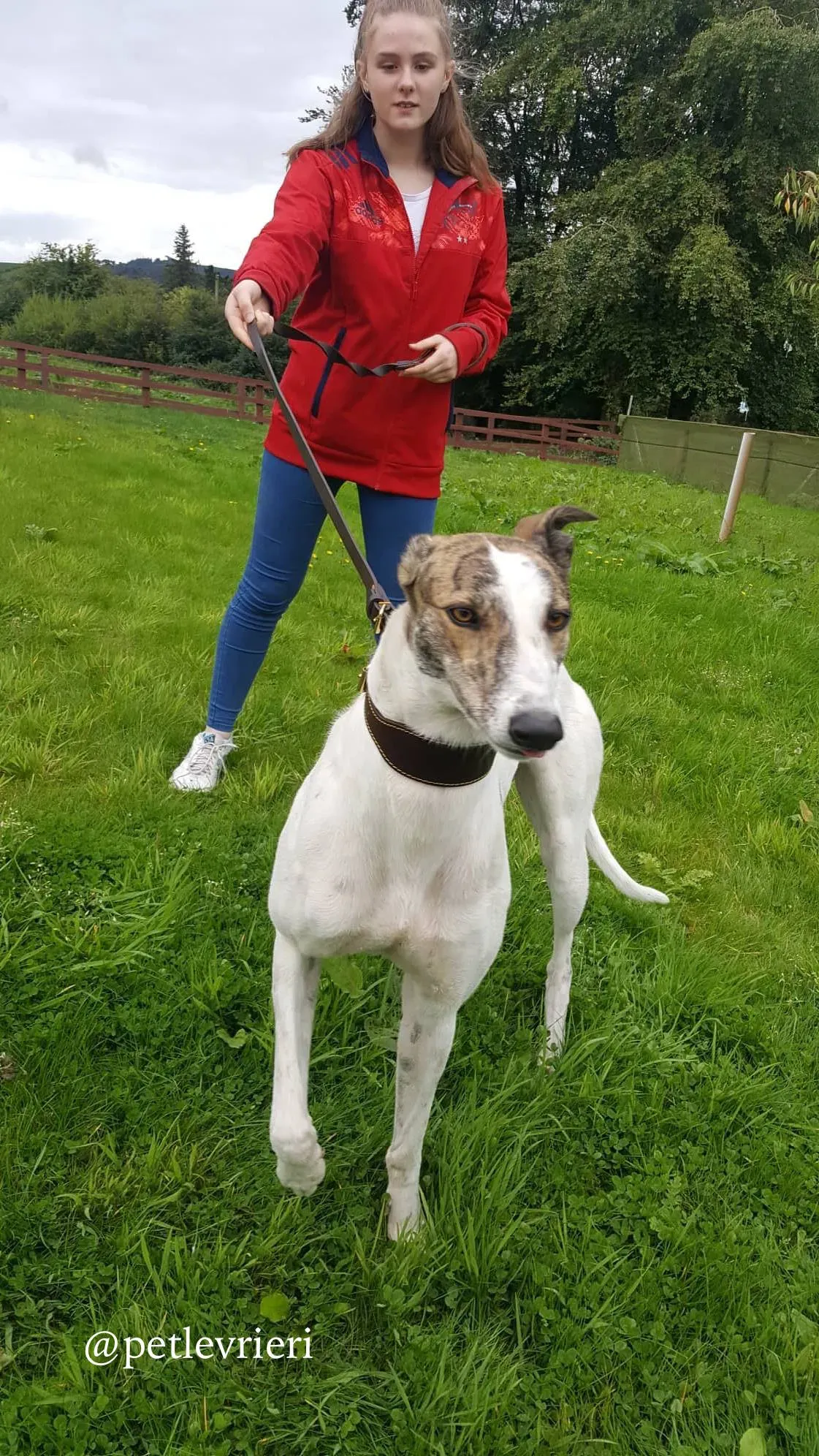 13 deva adozione greyhound