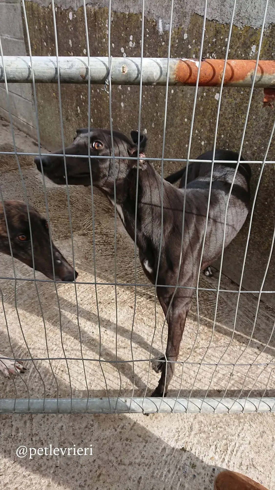 13 folami adozione levrieri greyhound