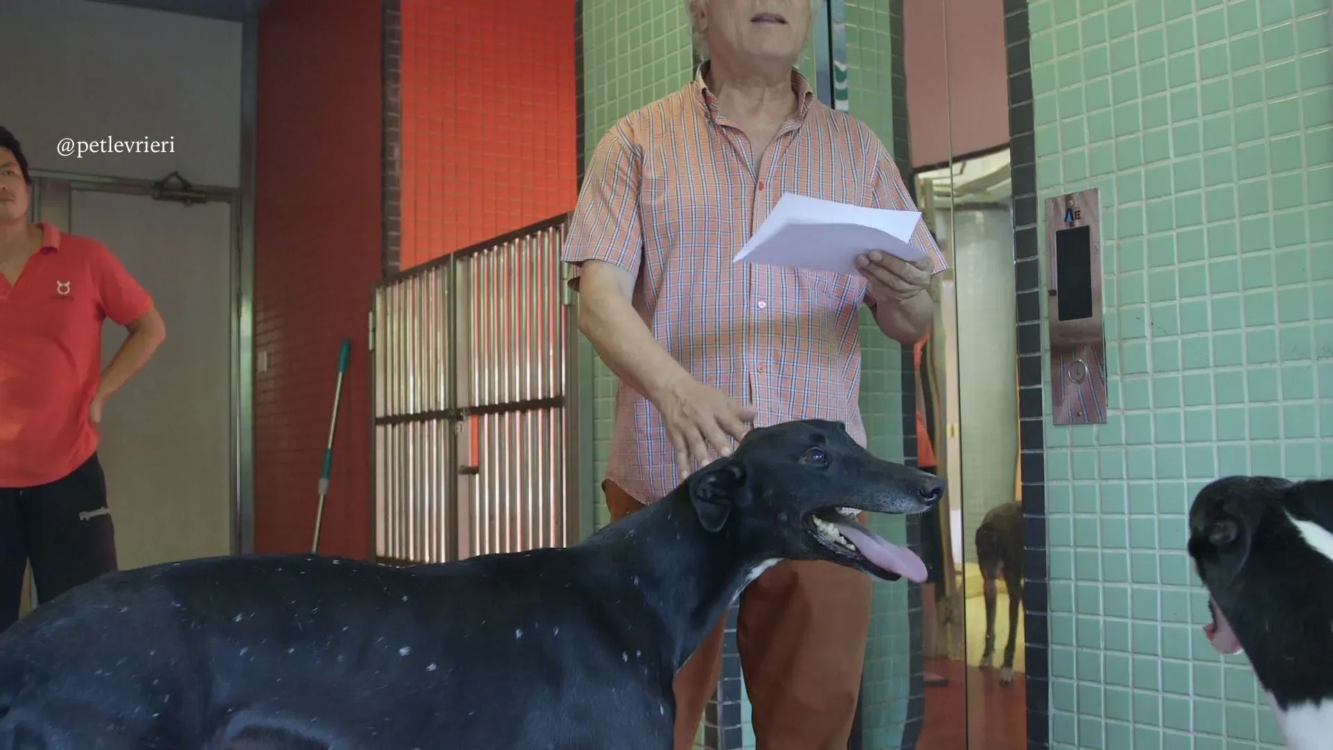 13 high mantenace adozione greyhound macao