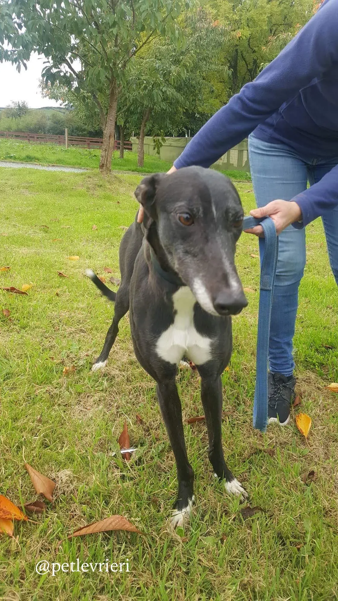 13 hilary adozione levrieri greyhound