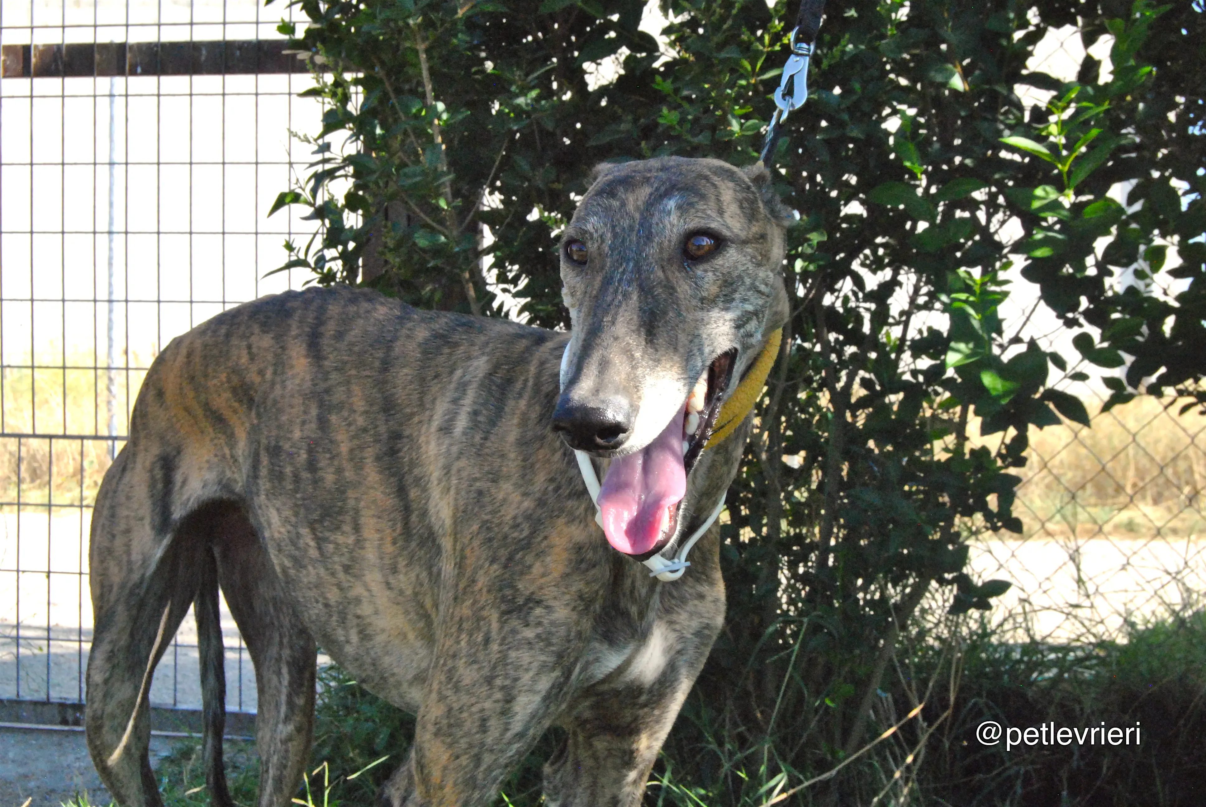 13 jara adozione levrieri galgo 1