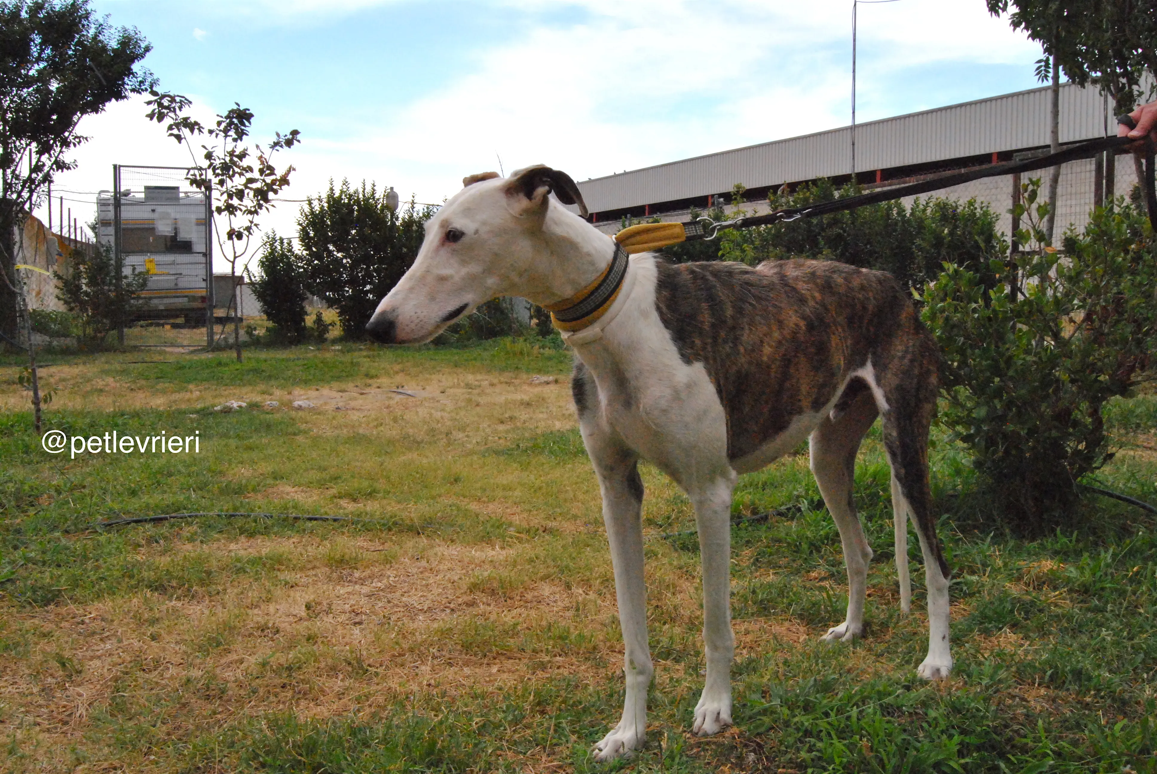 13 josua adozione levrieri galgo
