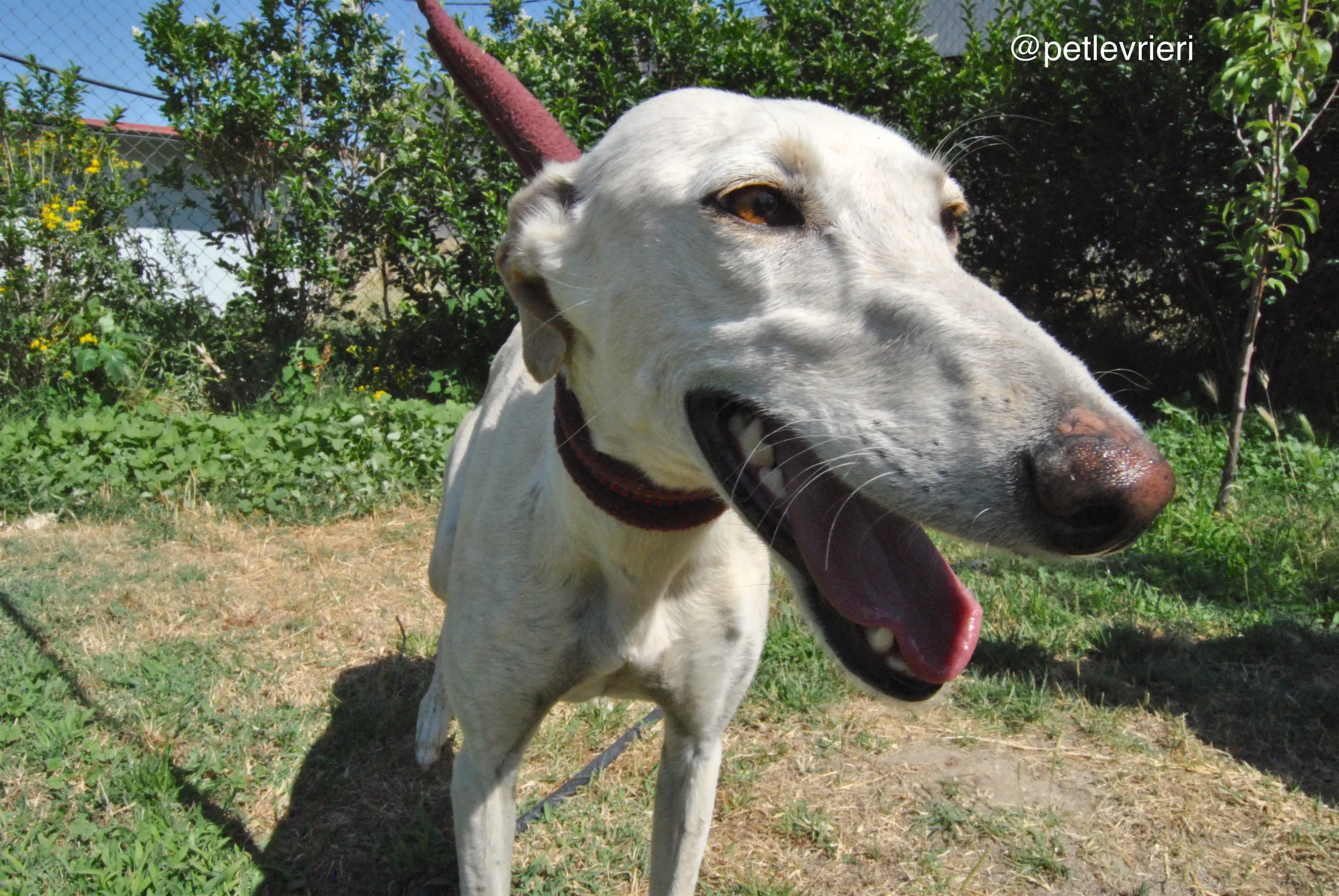 13 laila adozione levrieri galgo