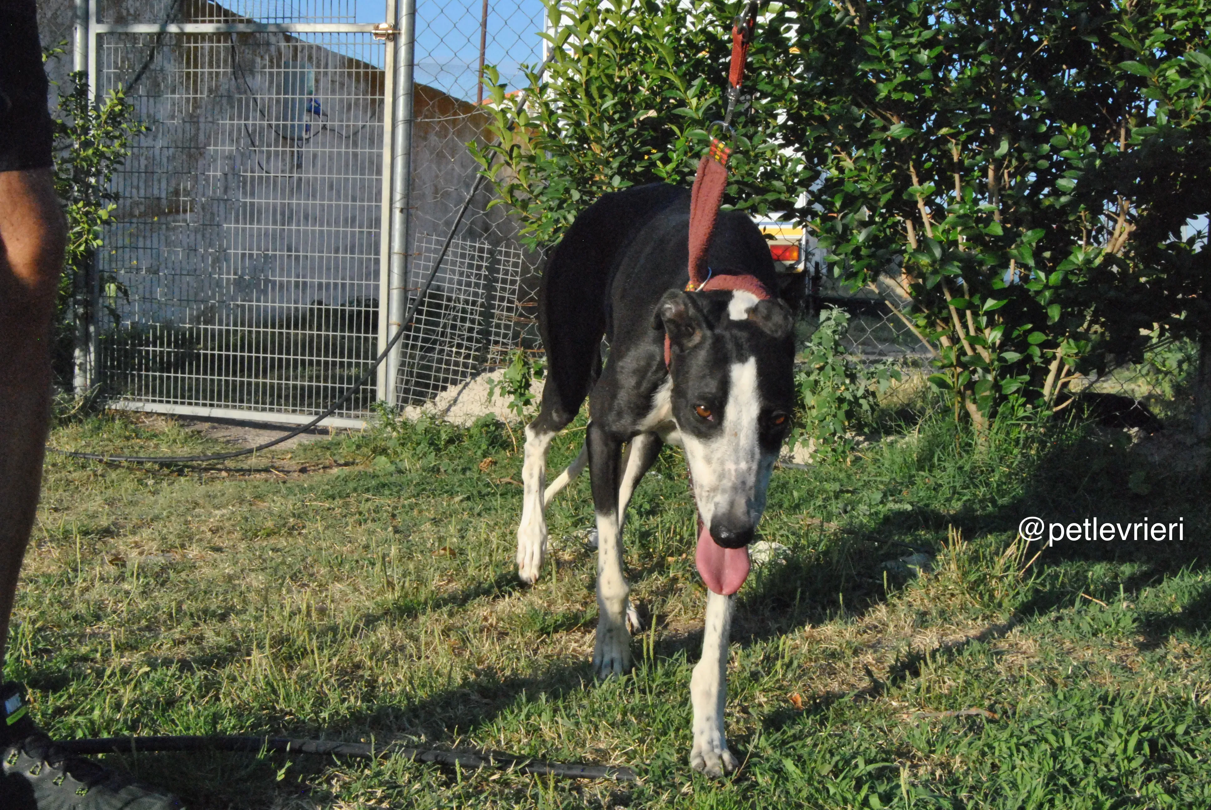 13 lili adozione levrieri galgo