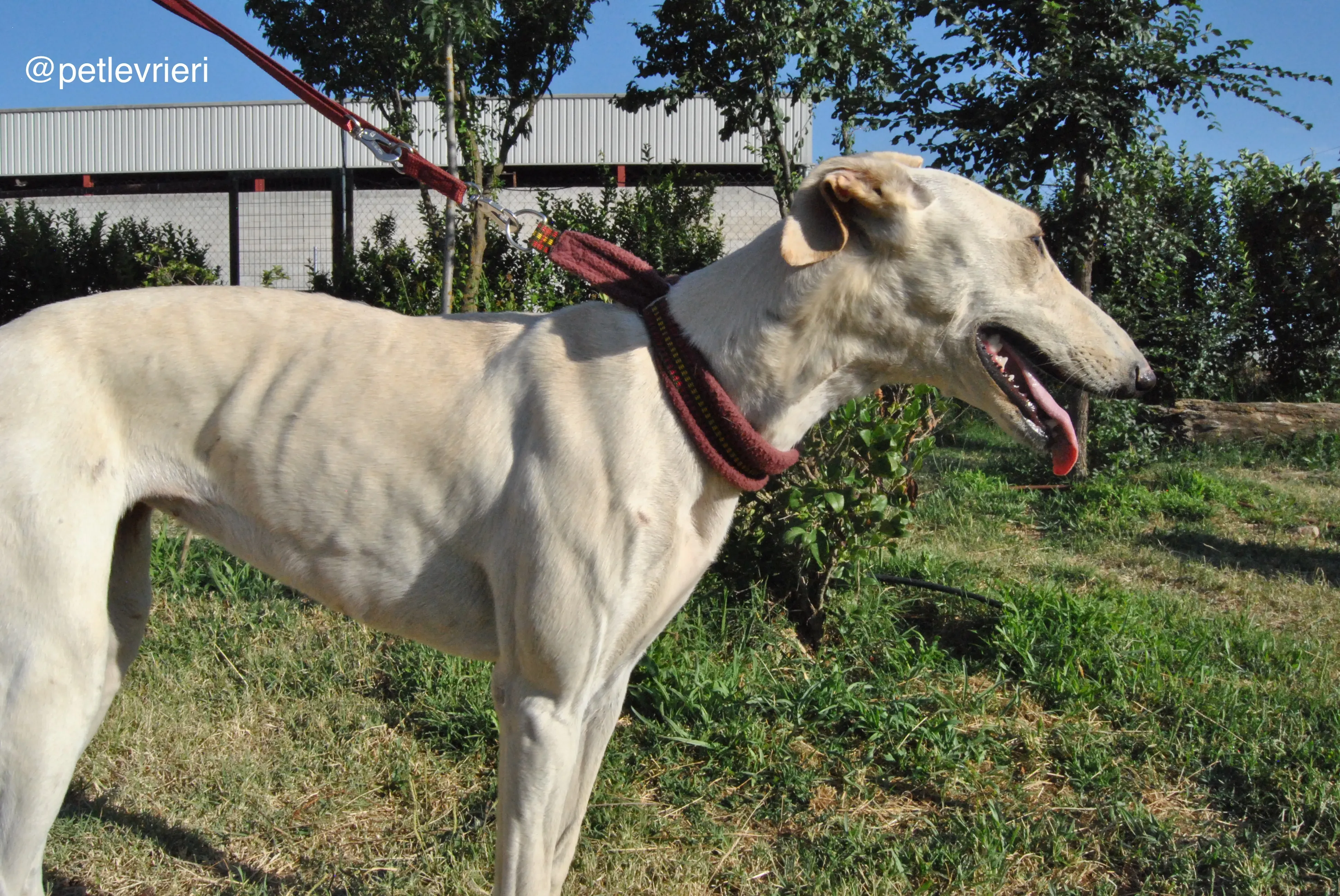 13 mari adozione levrieri galgo