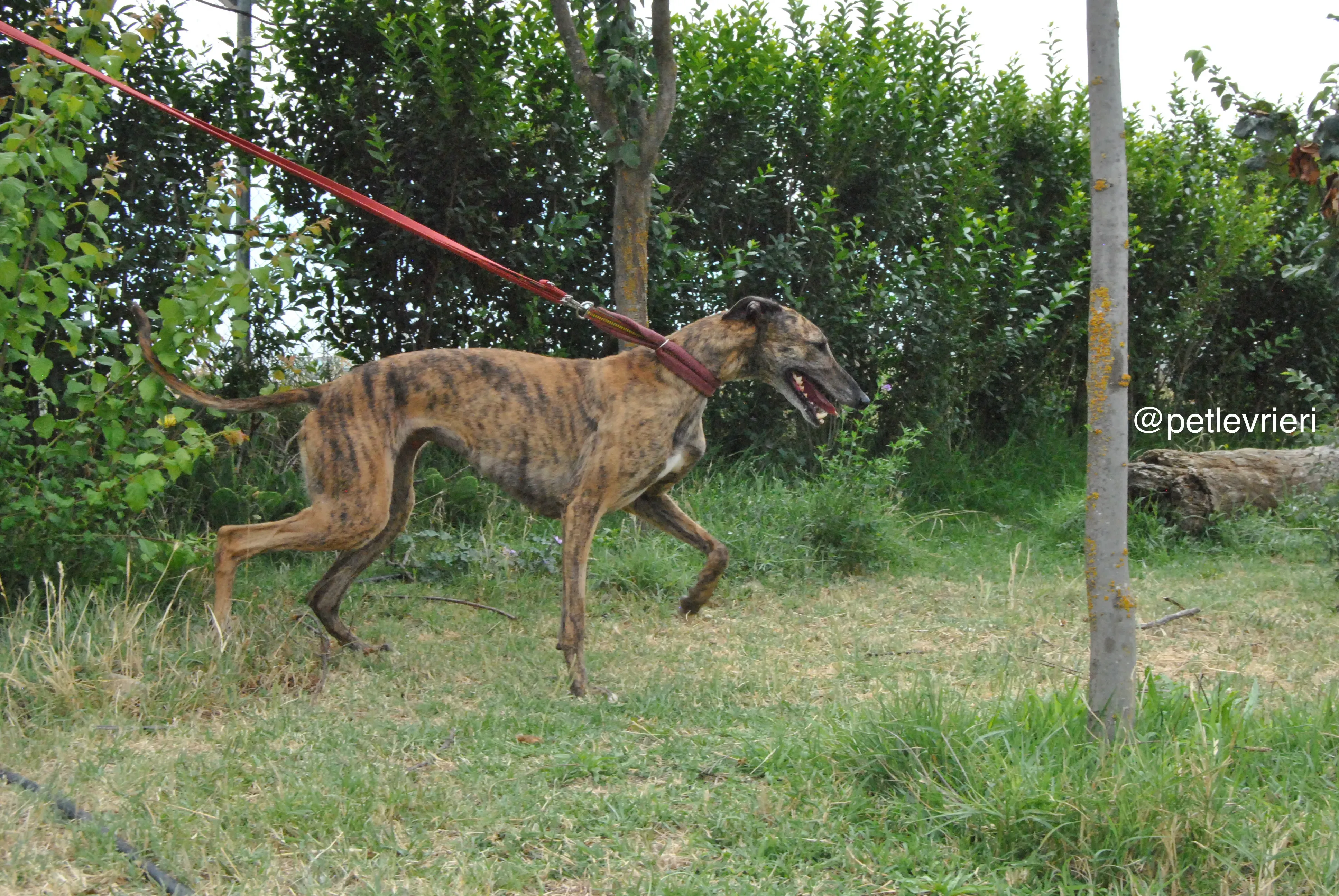 13 meribel adozione levrieri galgo