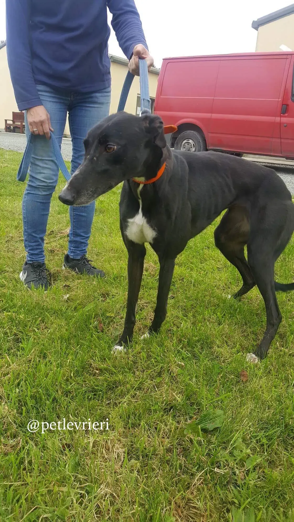 13 miss alice adozione levrieri greyhound