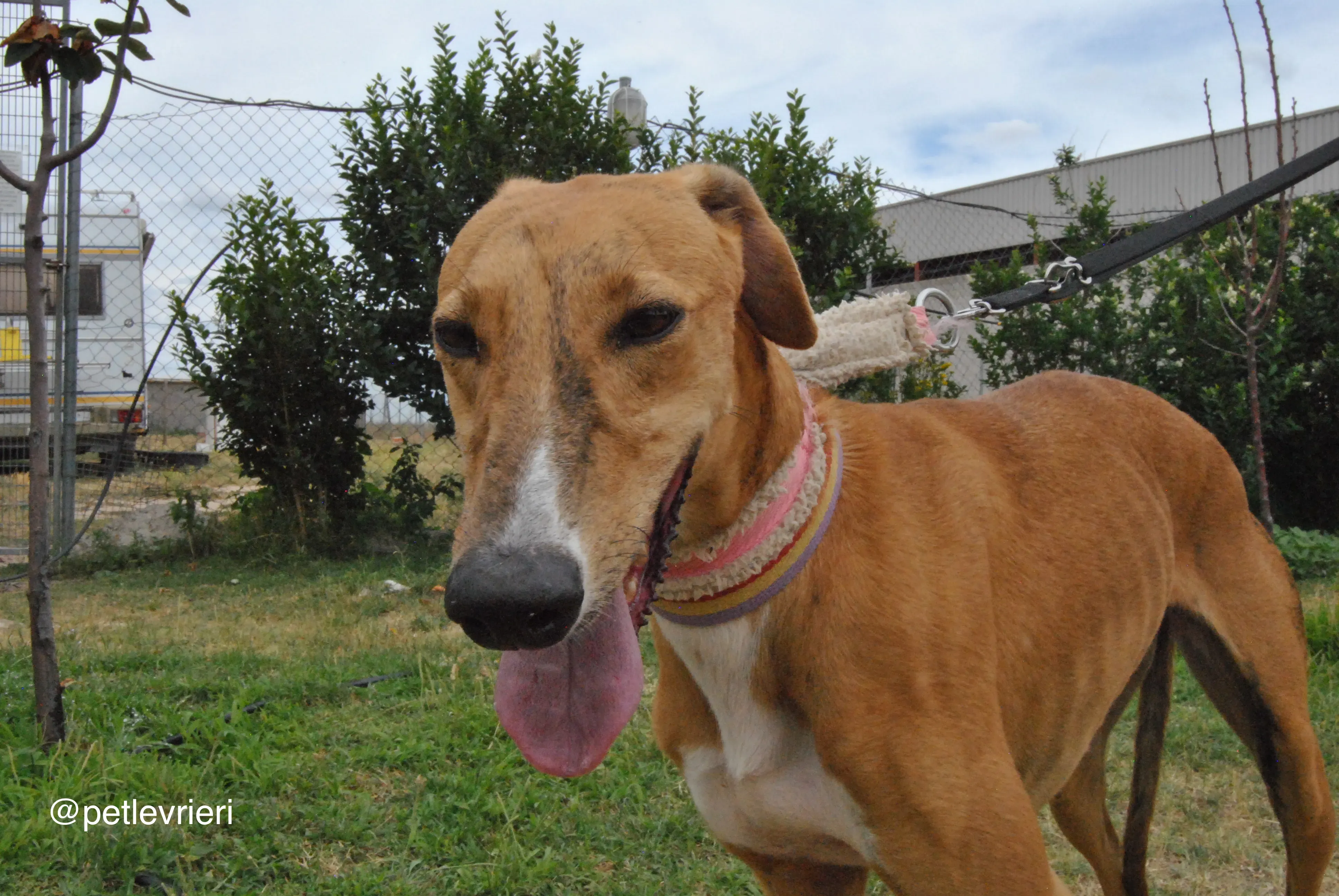 13 monica adozione levrieri galgo